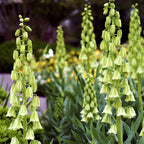 Fritillaria - Persica Belltower Collection