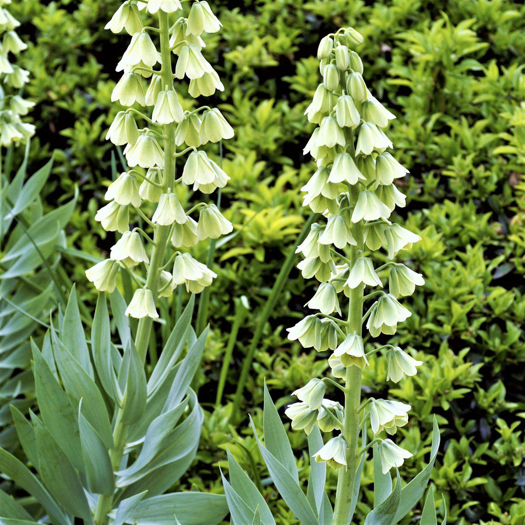 Fritillaria - Persica Belltower Collection