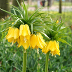 Fritillaria - Crown Imperial Yellow