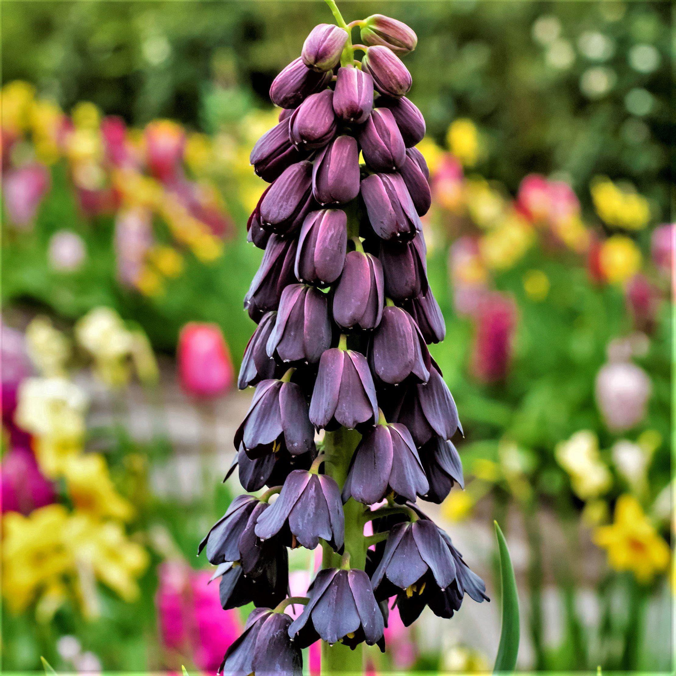 Fritillaria - Persica Belltower Collection