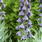 Fritillaria - Persica Plum Bells