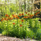 Fritillaria - Crown Imperial Aurora