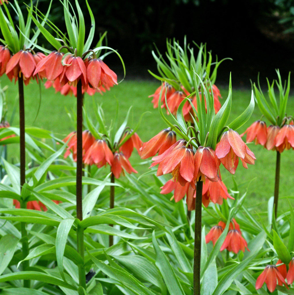 Fritillaria - Crown Imperial Red