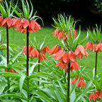 Fritillaria - Crown Imperial Red