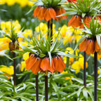 Fritillaria - Crown Imperial Red