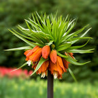 Fritillaria - Crown Imperial Red