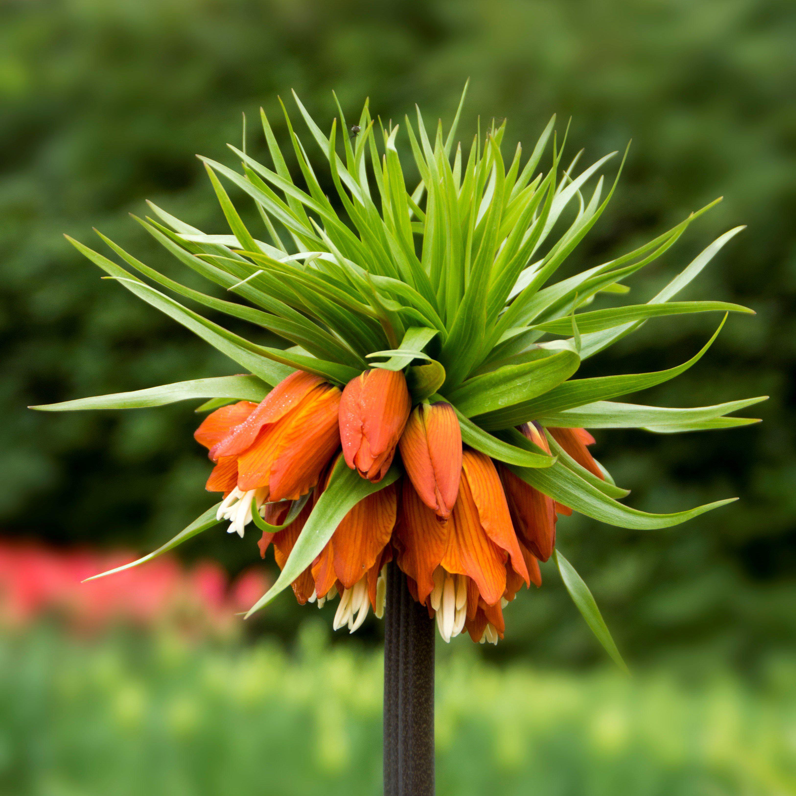 Fritillaria - Crown Imperial Red