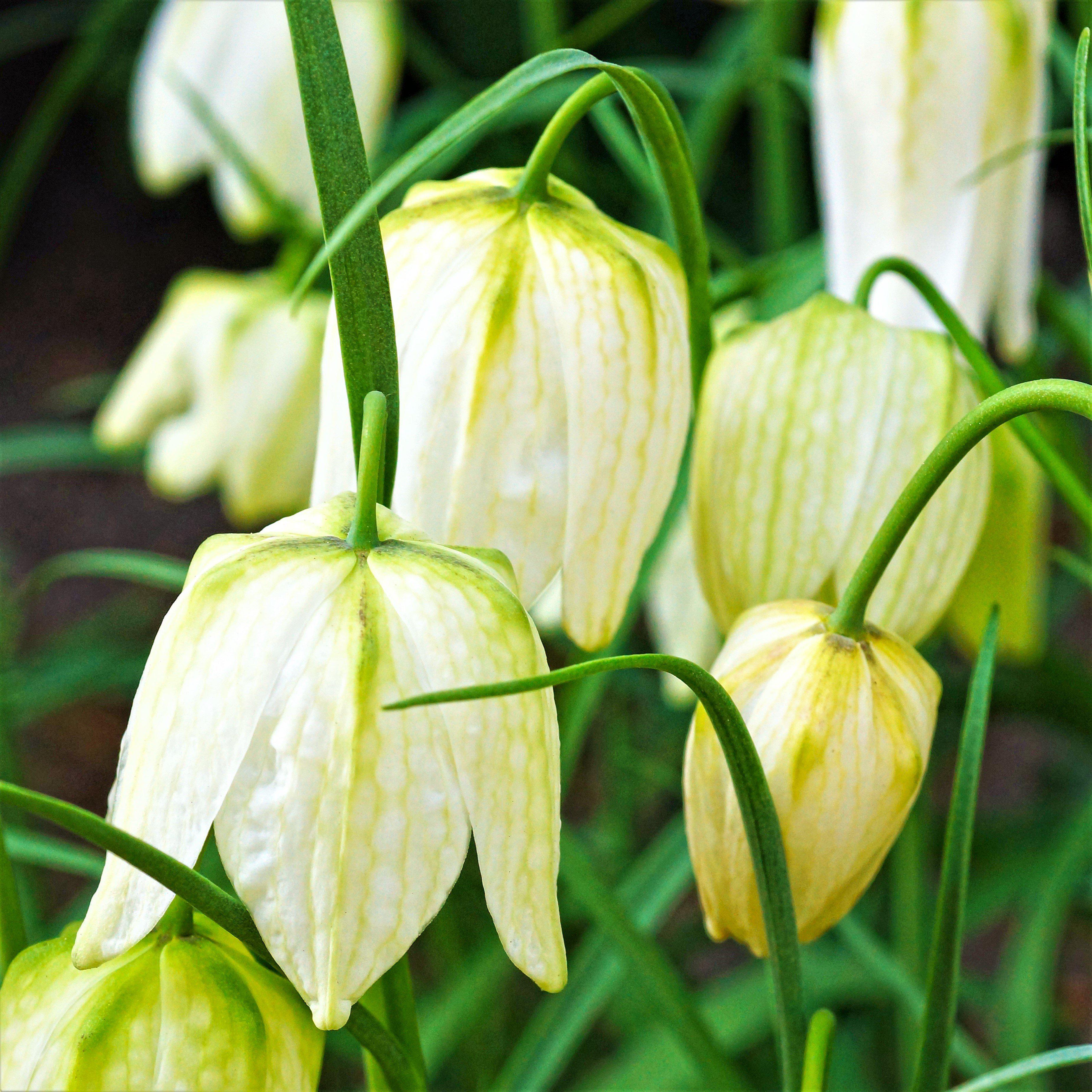 Fritillaria - Checkered Lily Meleagris White