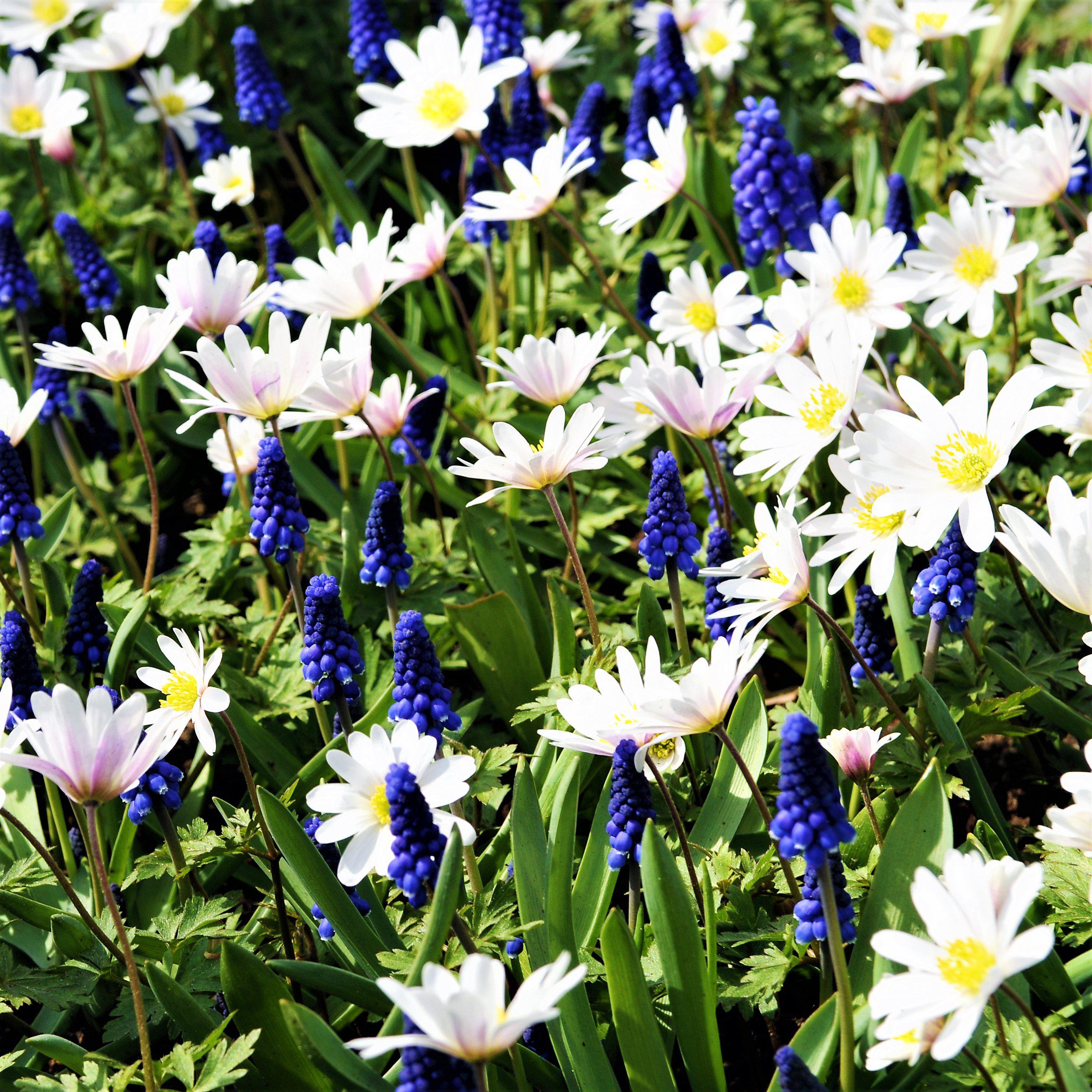 Anemone & Muscari - Fun & Flirty Blend