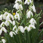 Galanthus - Common Snowdrop Nivalis