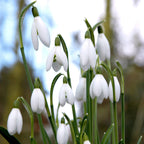 Eranthis & Galanthus - Winter's End Blend