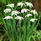 Galanthus - Double Snowdrop Flore Pleno