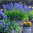 Muscari - Grape Hyacinth Blue