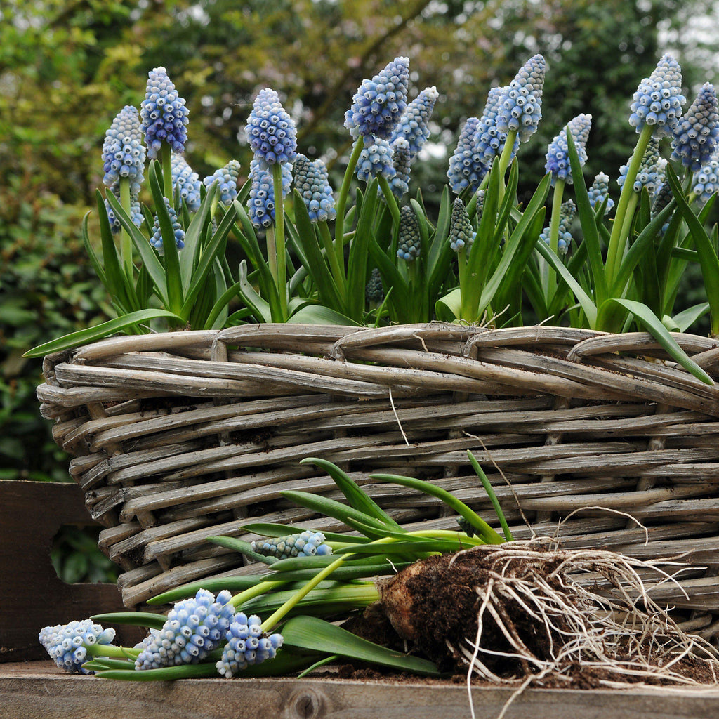 Muscari - Grape Hyacinth Ocean Magic
