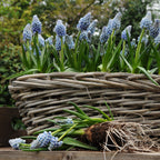 Muscari - Grape Hyacinth Ocean Magic