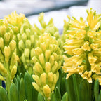 Hyacinth - City of Harlem