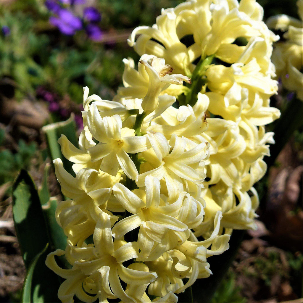 Hyacinth - City of Harlem