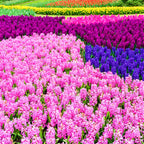 Hyacinth - Fondant