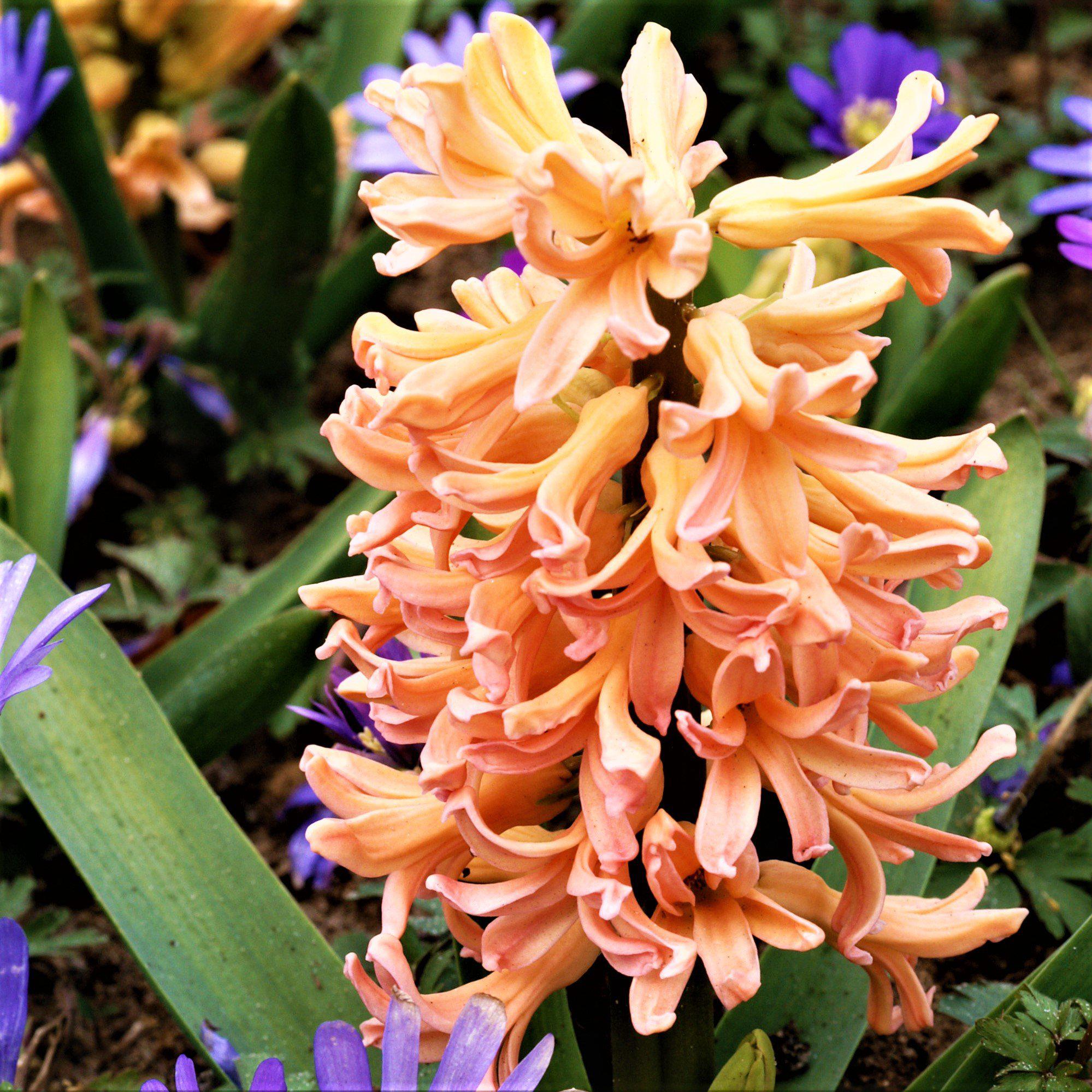 Hyacinth - Gypsy Queen