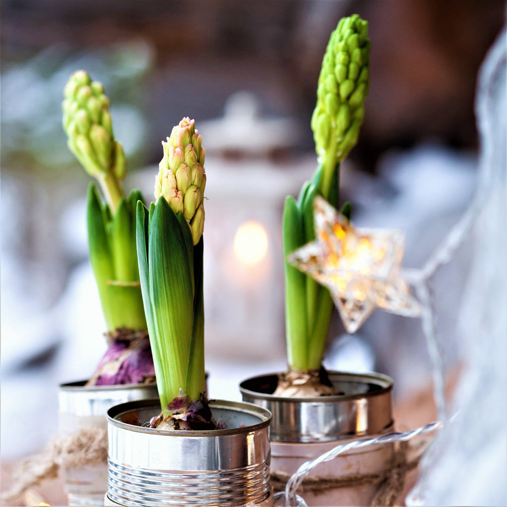Hyacinth - Gypsy Queen