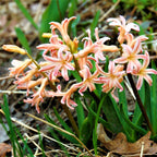 Hyacinth - Gypsy Queen