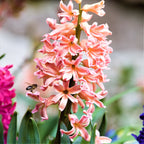 Hyacinth - Gypsy Queen