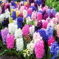 Hyacinth - Fragrant Path Mix