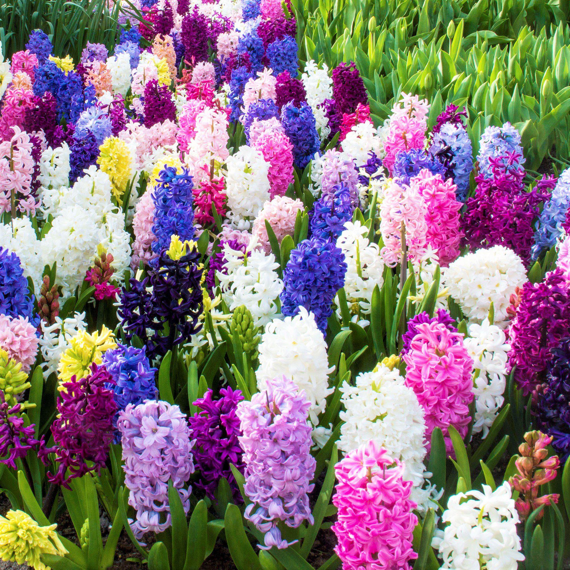 Hyacinth - Fragrant Path Mix
