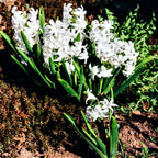 Hyacinth - White Pearl