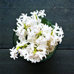 Hyacinth - White Pearl