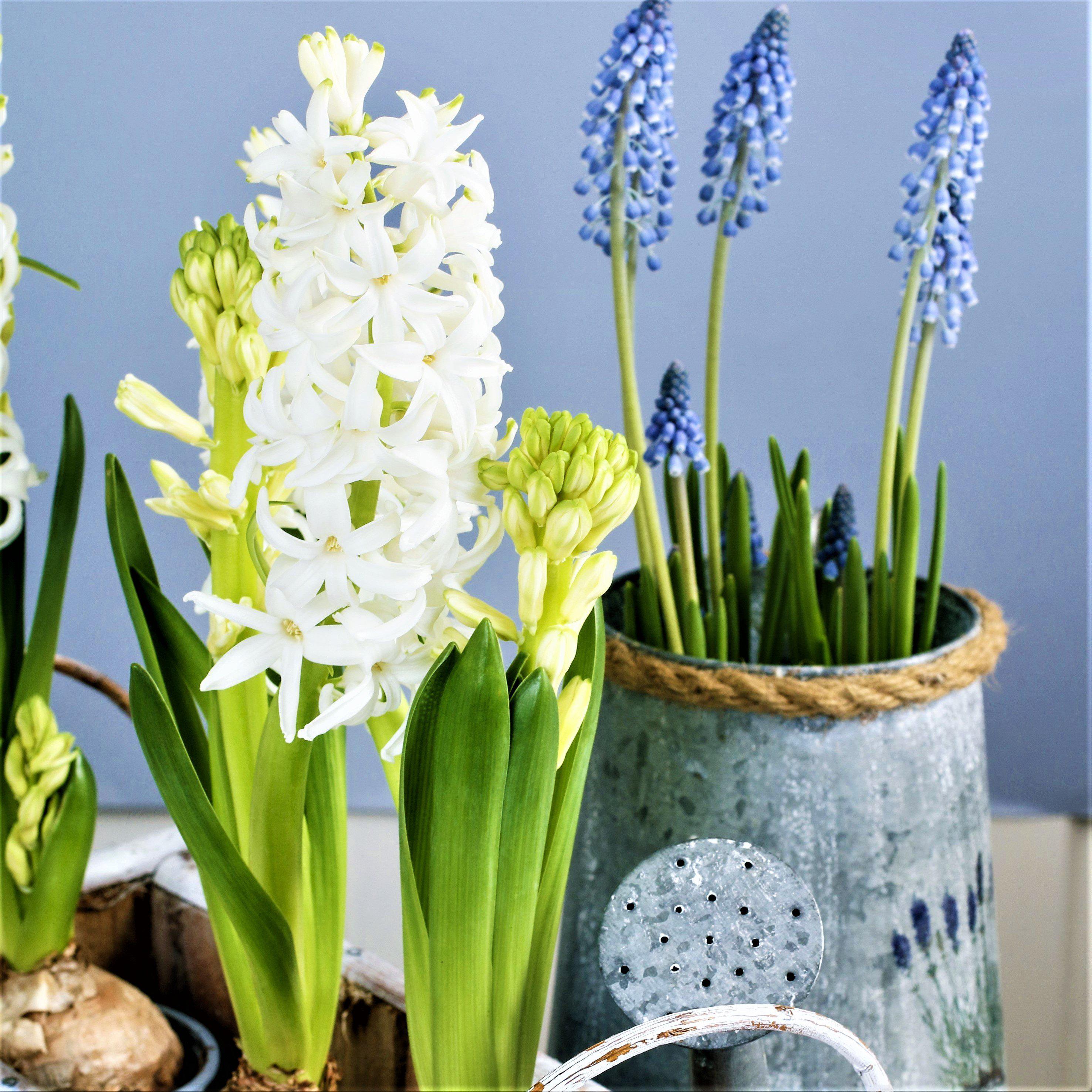 Hyacinth - White Pearl