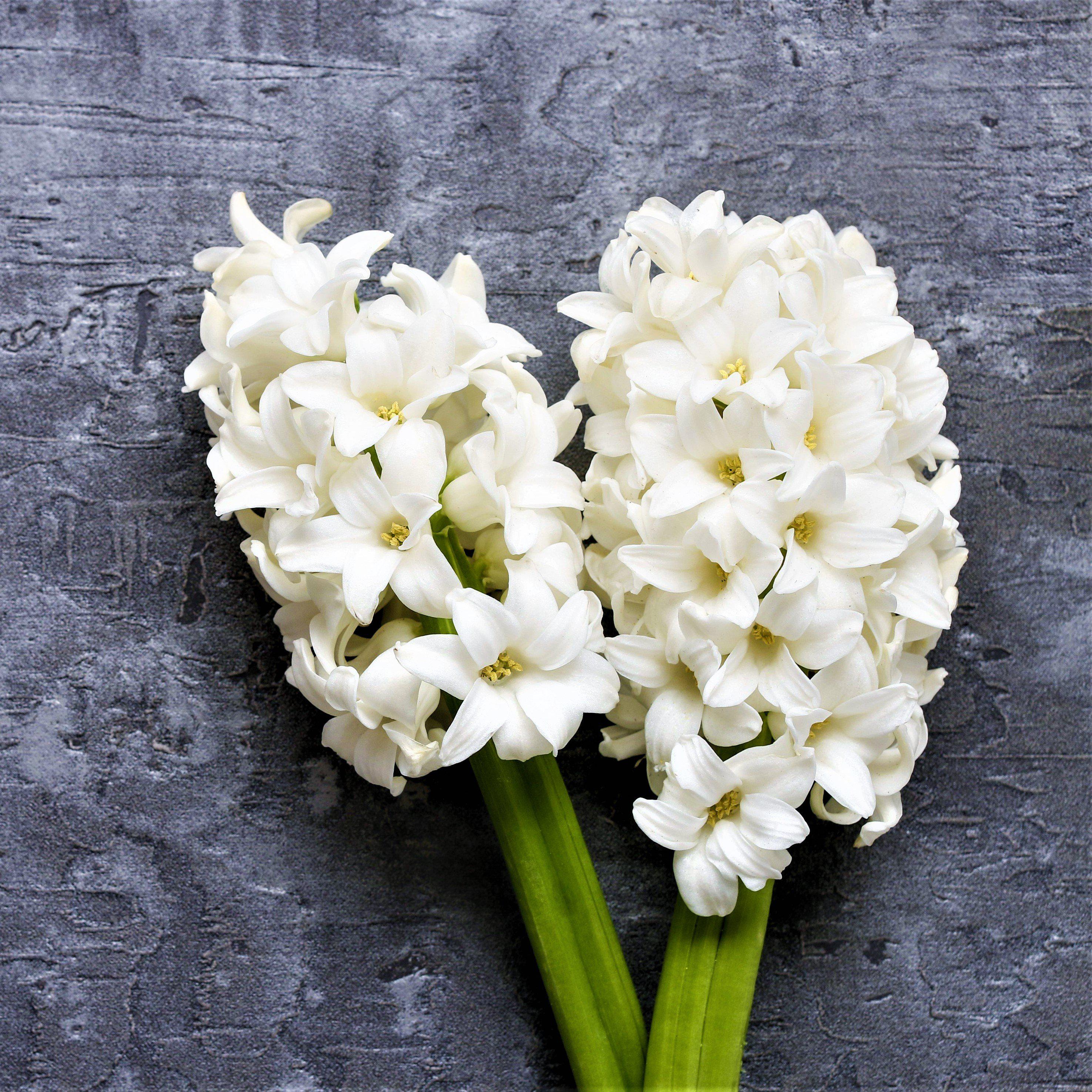 Hyacinth - White Pearl