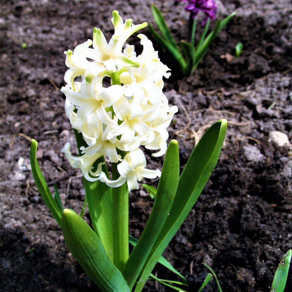 Hyacinth - White Pearl