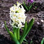 Hyacinth - White Pearl