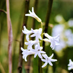 Anemone & Hyacinth - Spring Breeze Blend