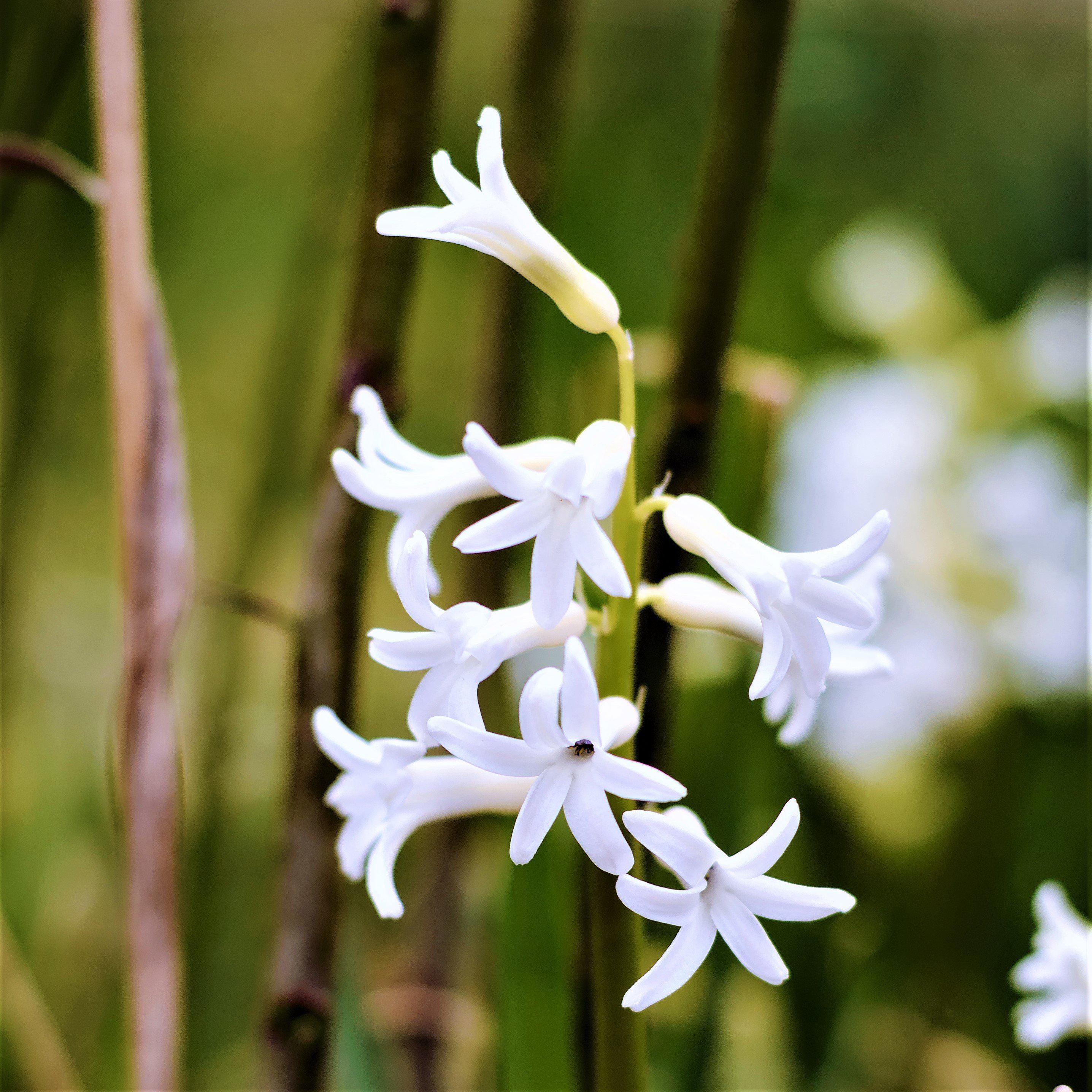 Anemone & Hyacinth - Spring Breeze Blend