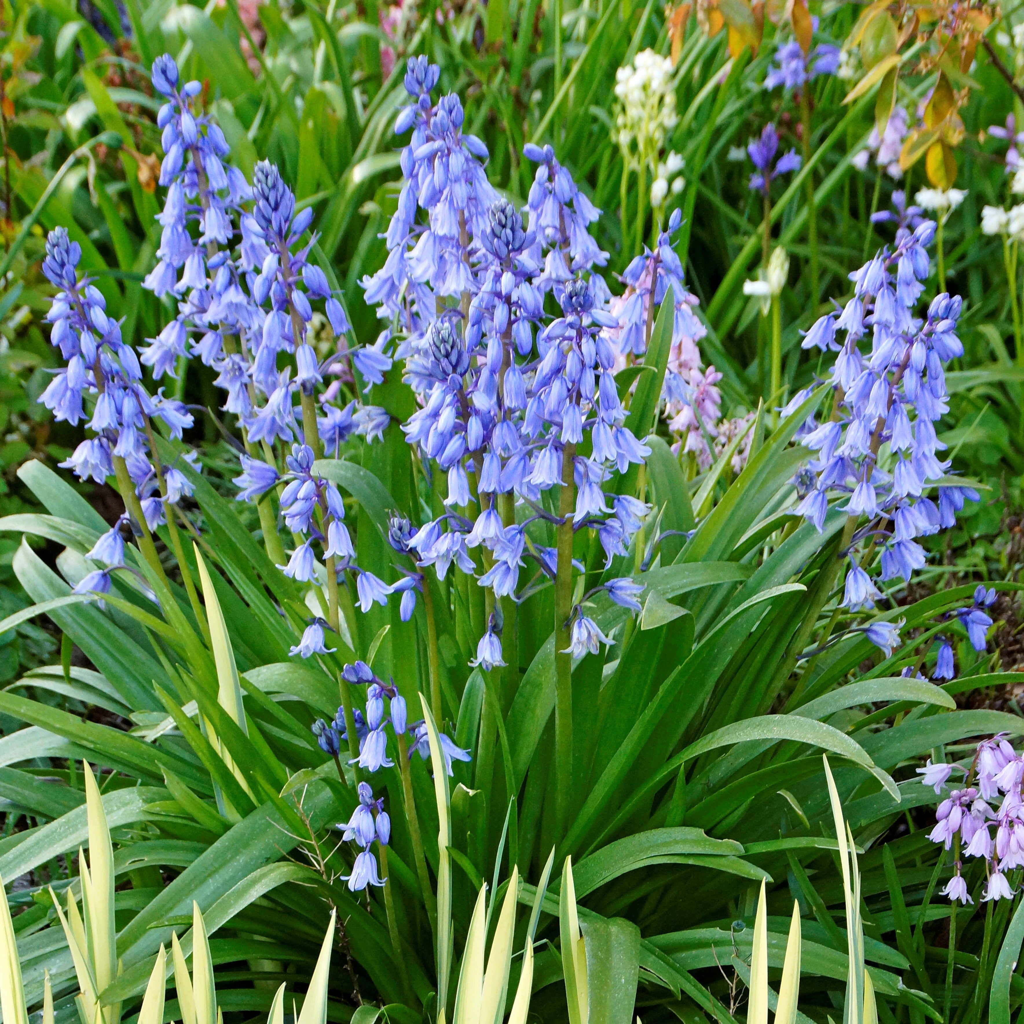 Spanish Bluebells - Hyacinthoides Blue
