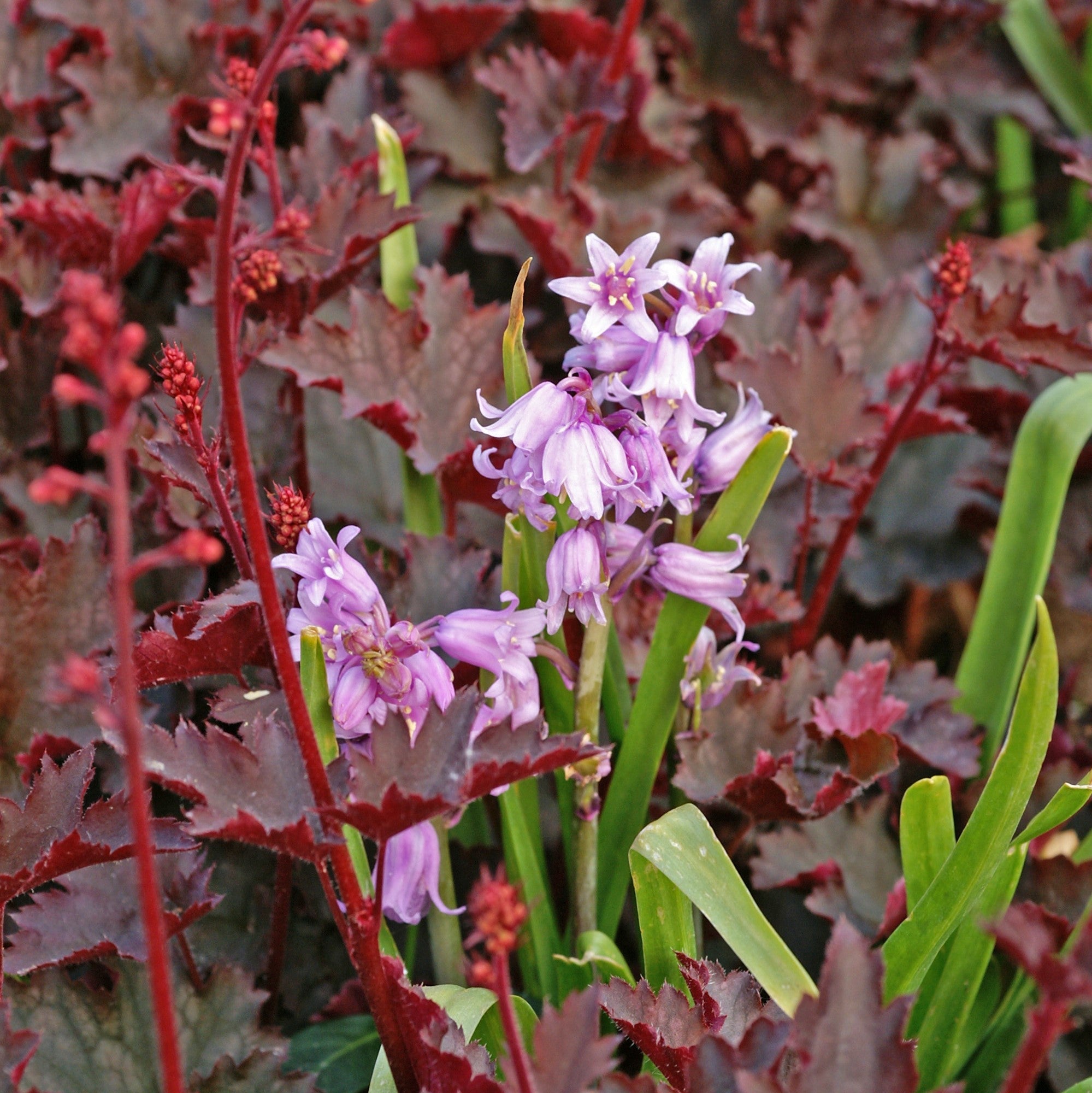 Spanish Bluebells - Hyacinthoides Pink