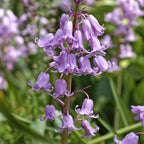 Spanish Bluebells - Hyacinthoides Pink