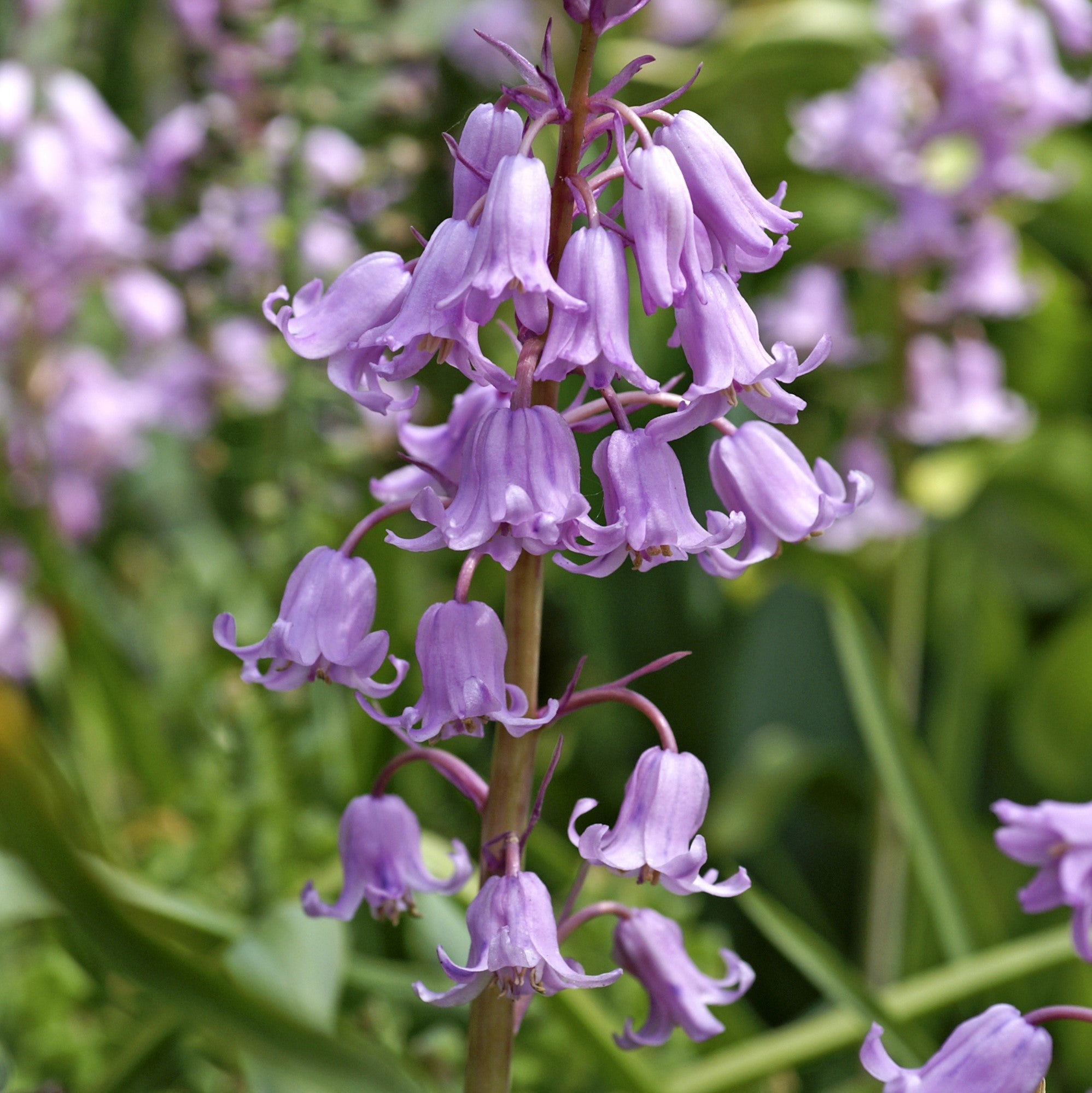 Spanish Bluebells - Hyacinthoides Pink