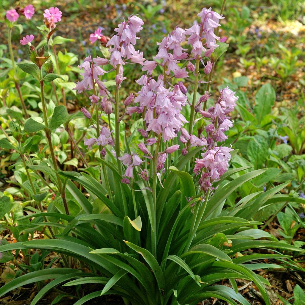 Spanish Bluebells - Hyacinthoides Pink