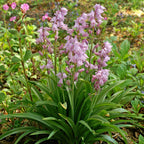 Spanish Bluebells - Hyacinthoides Pink