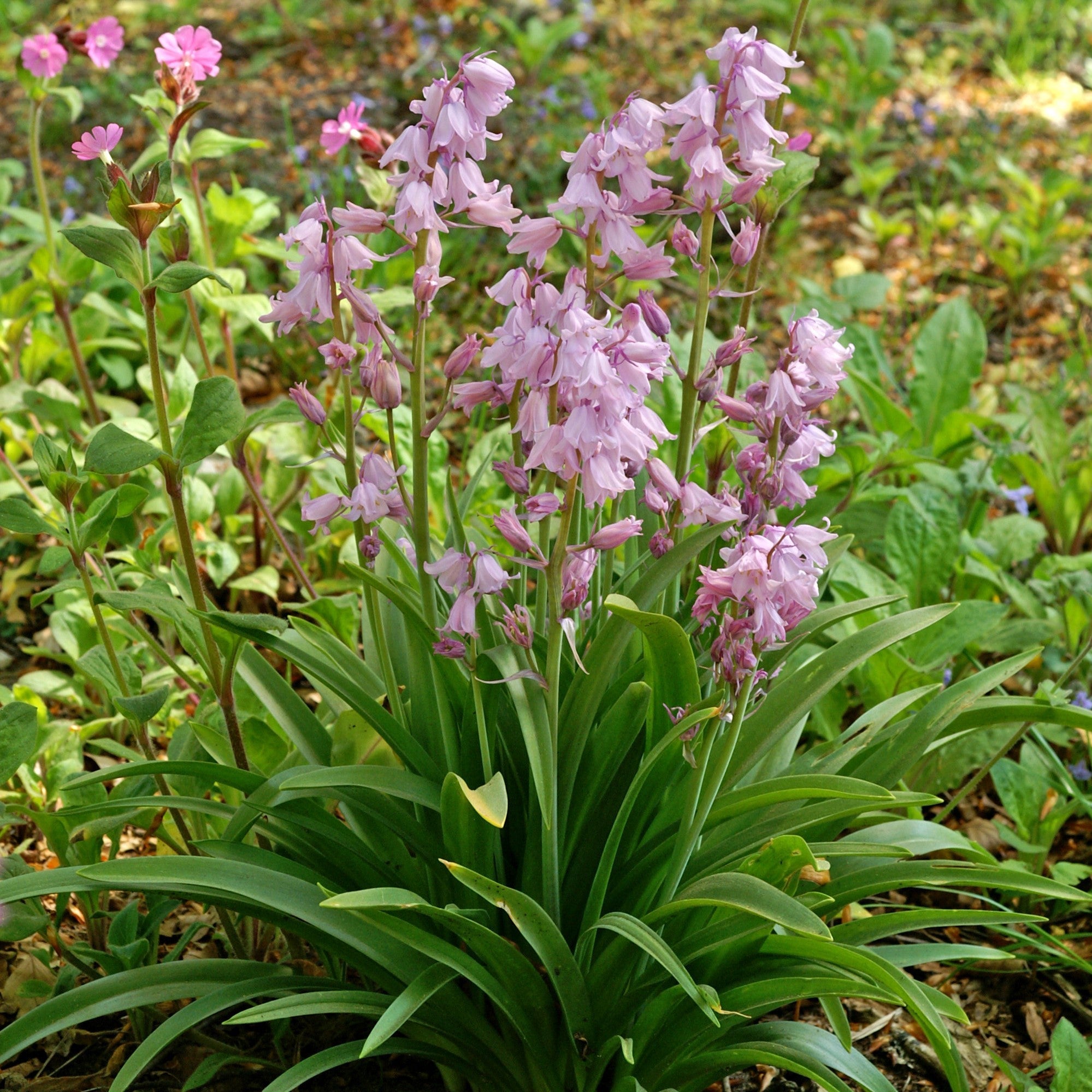 Spanish Bluebells - Hyacinthoides Pink