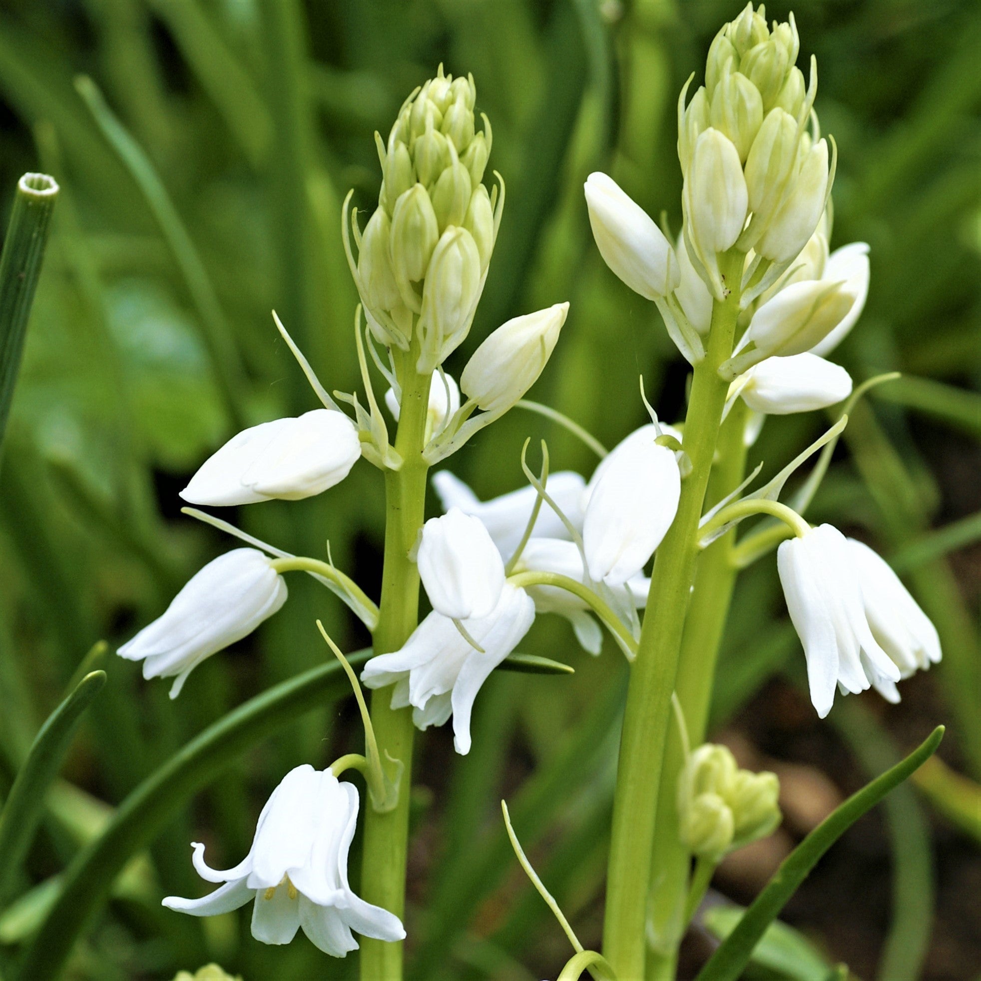 Spanish Bluebells - Hyacinthoides White