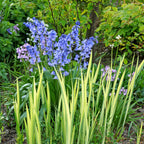 Spanish Bluebells - Hyacinthoides Blue
