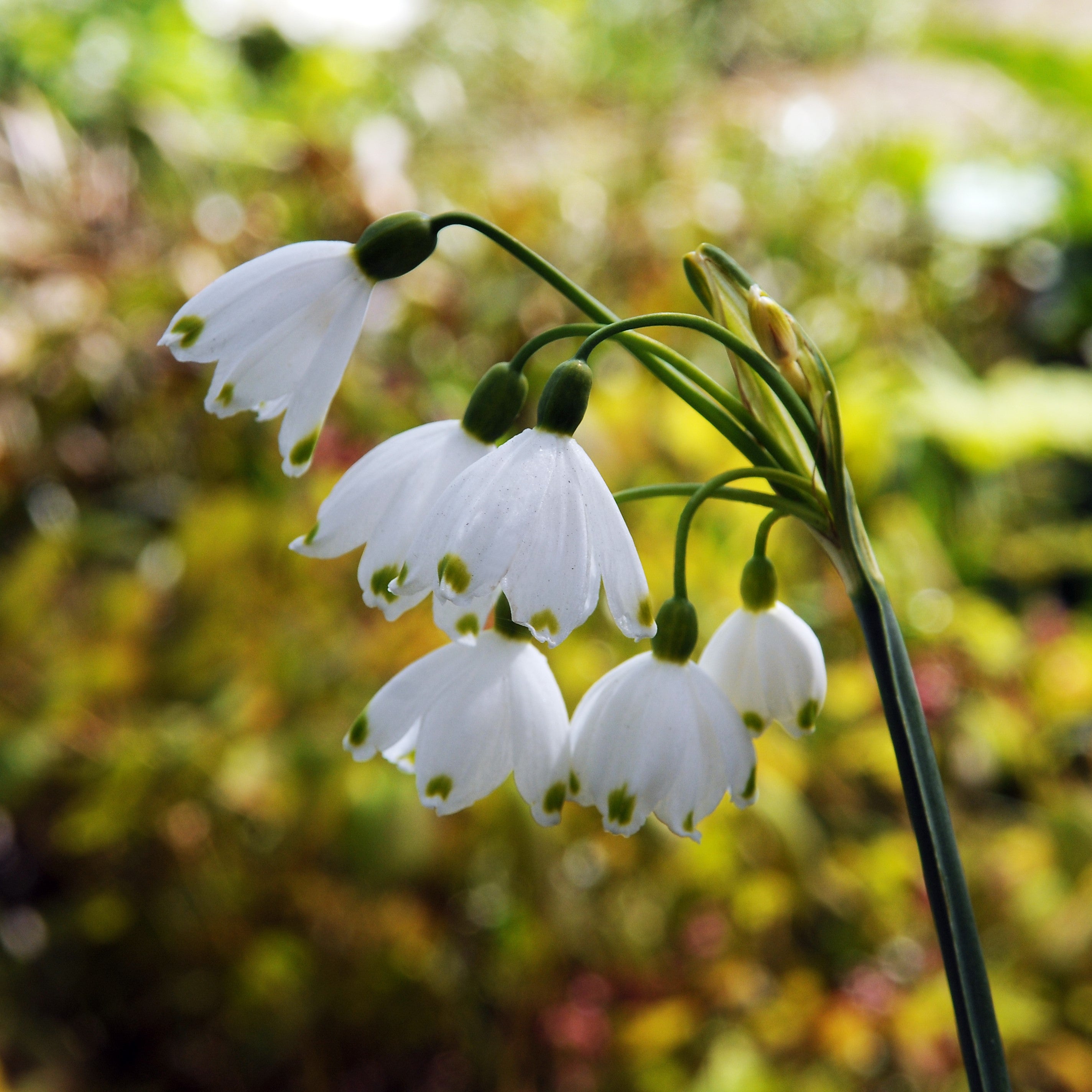 Leucojum - Gravetye Giant