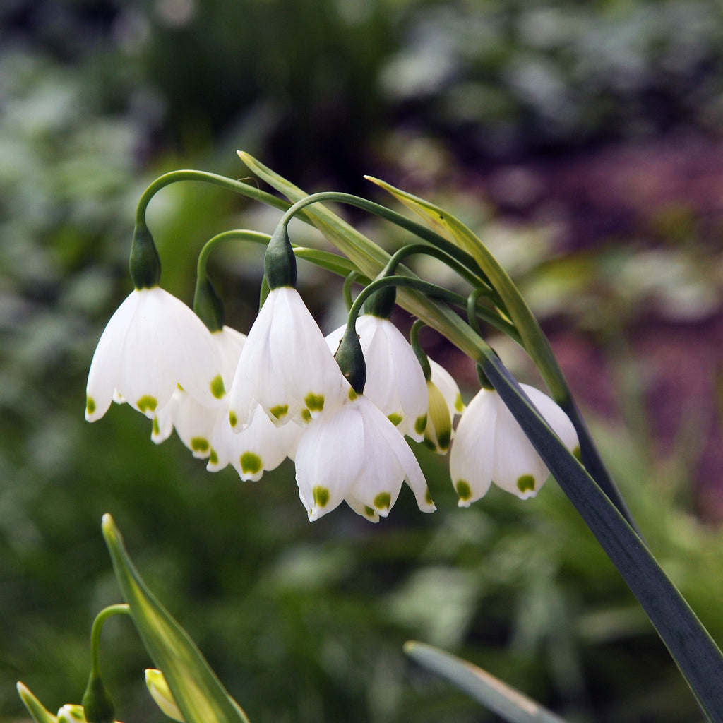Leucojum - Gravetye Giant