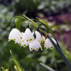 Leucojum - Gravetye Giant