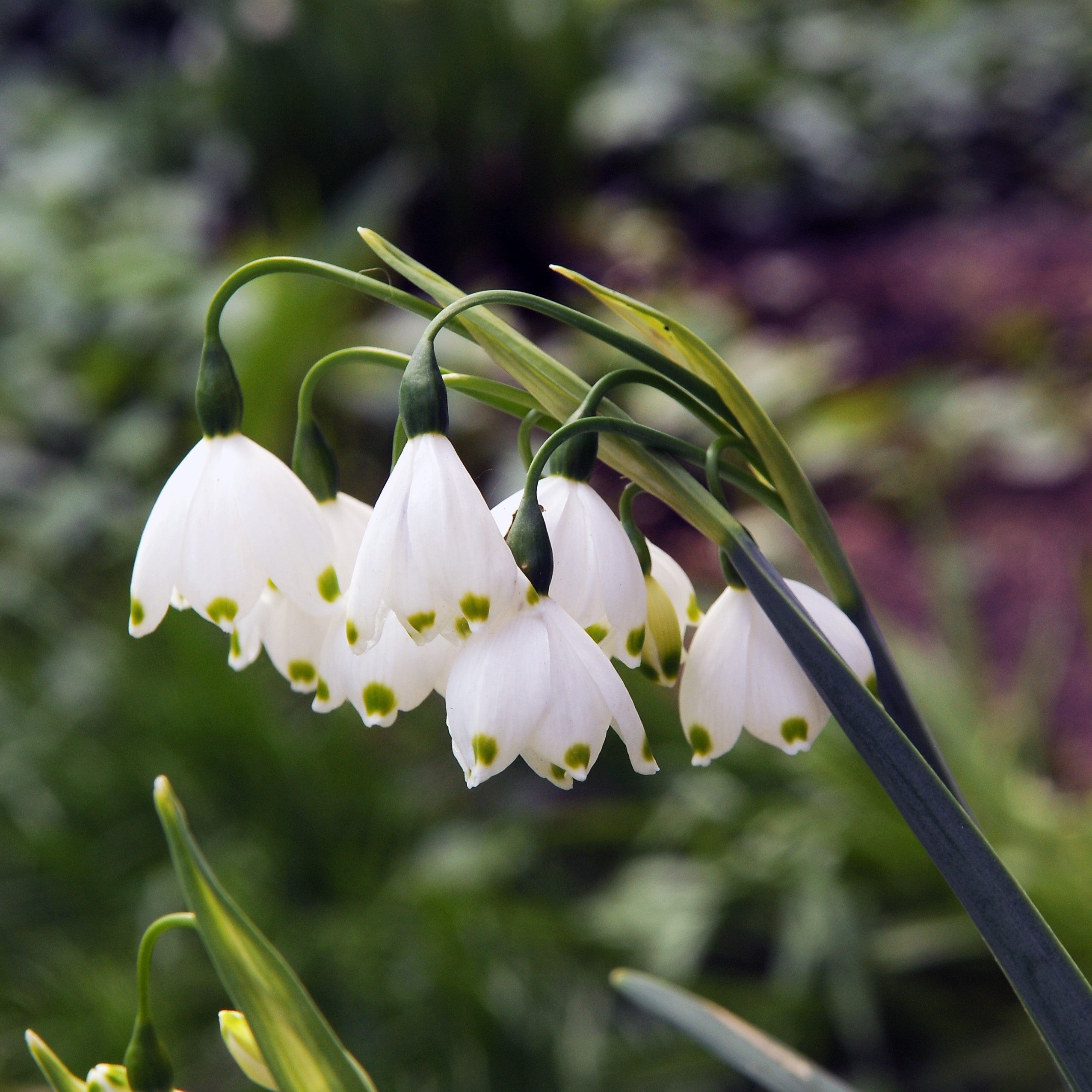 Leucojum - Gravetye Giant