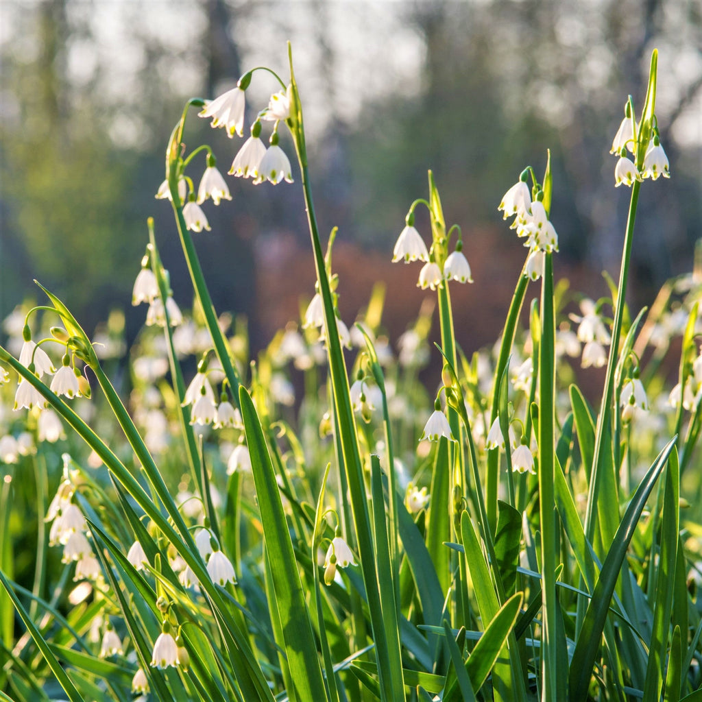 Leucojum - Gravetye Giant